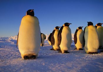pinguini antarctica